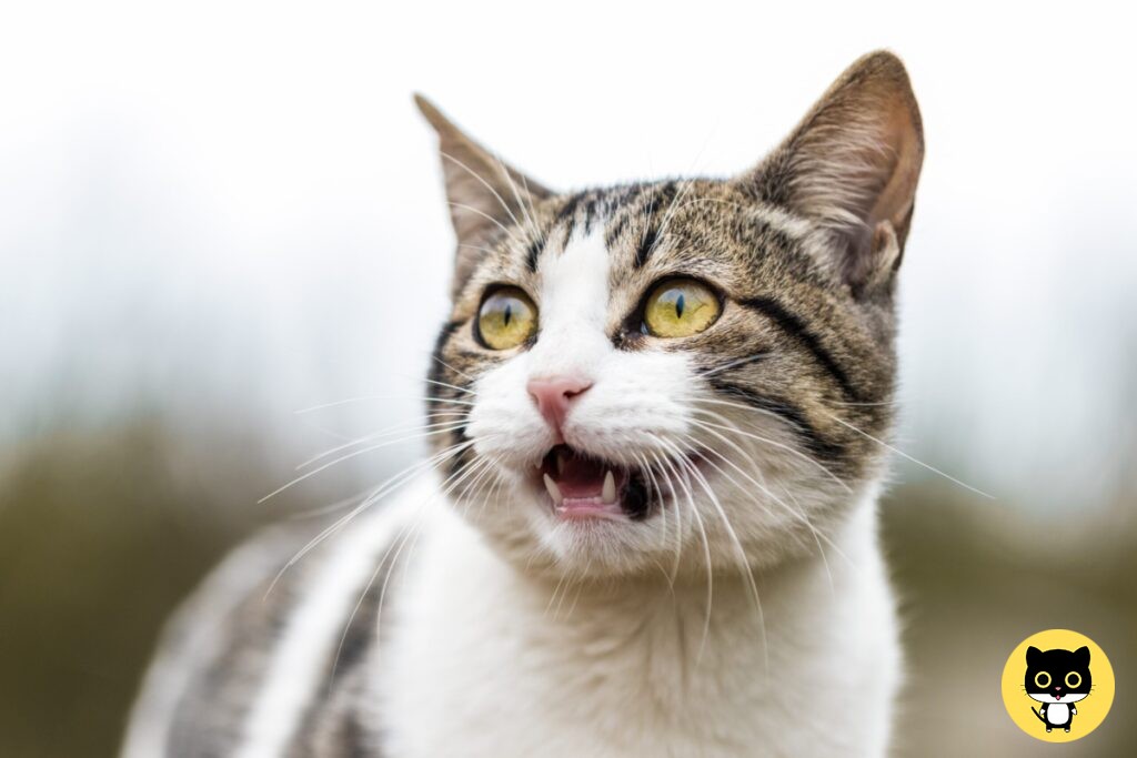 Name a cat