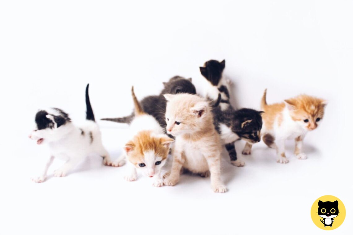 How many Cats are there in the World?