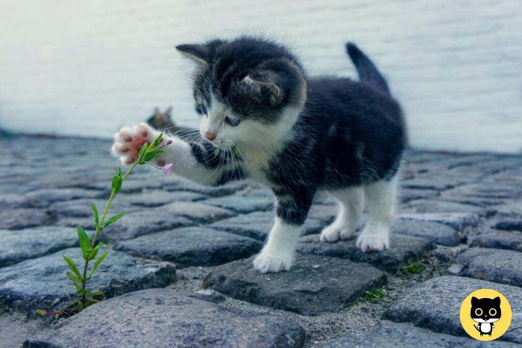 7 Reasons to get a Cat