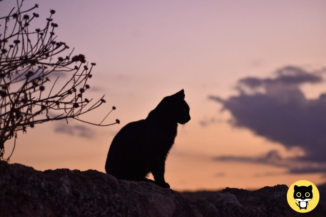 How Long do cats Live?