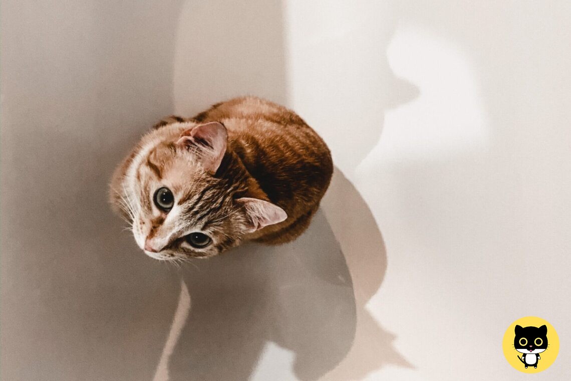 How long can I leave my cat Alone?