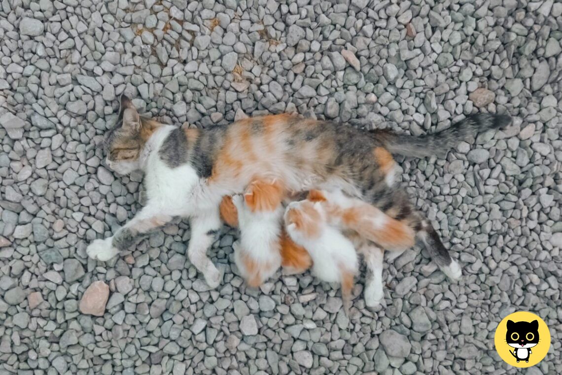 How to Tell if a cat is Pregnant