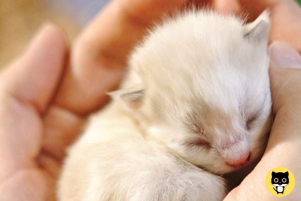 When can a Kitten Leave its Mother Feed Stray Cats