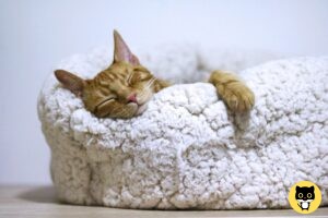 How long do cats Sleep?