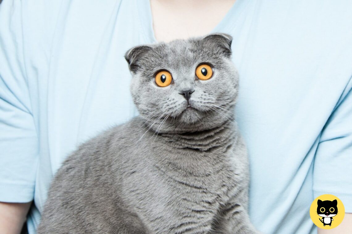 7 Reasons NOT to get a Cat