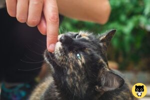 Are cat bites Dangerous?