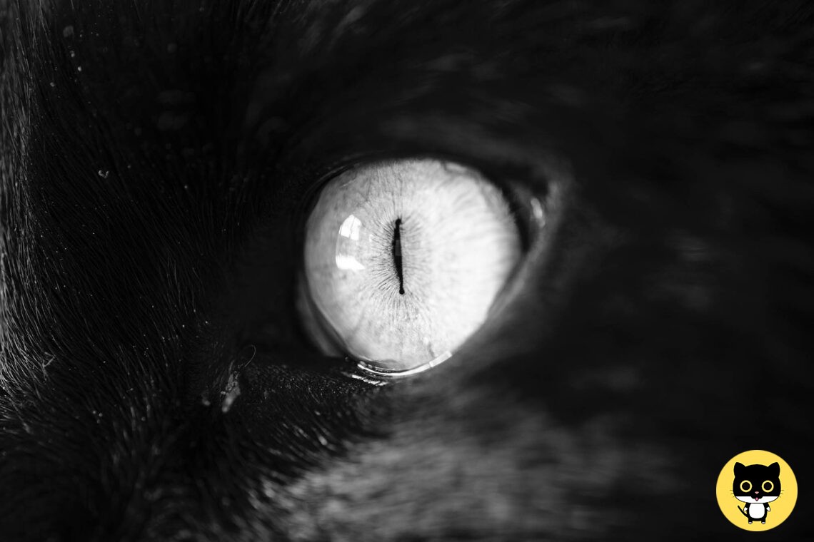 Cat with Detached Retina