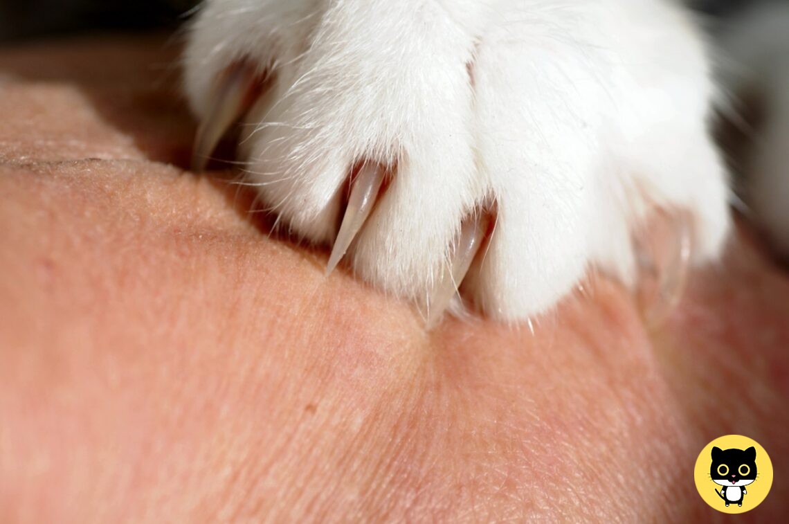 Are Cat Scratches Dangerous?