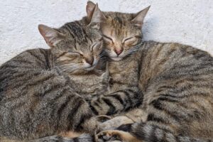 Male vs Female cats Pros and Cons