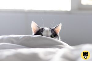 Why cats Pee on Beds?