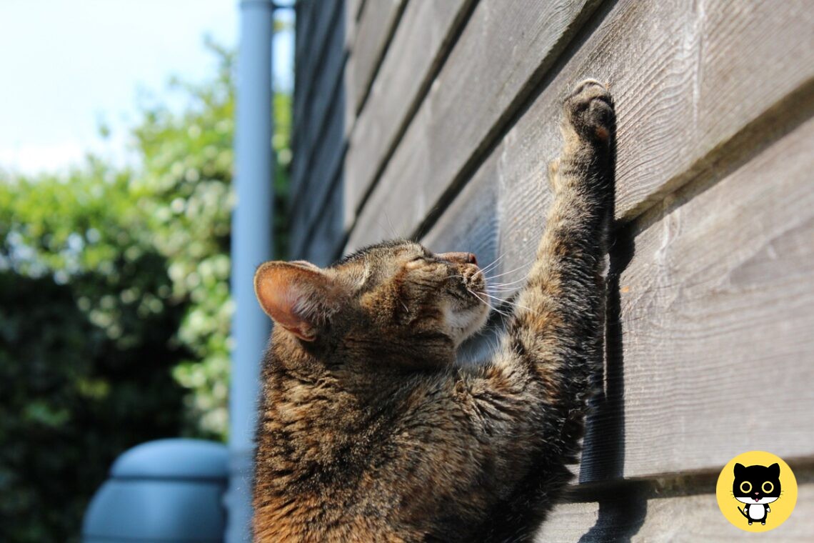 Why do cats Scratch?