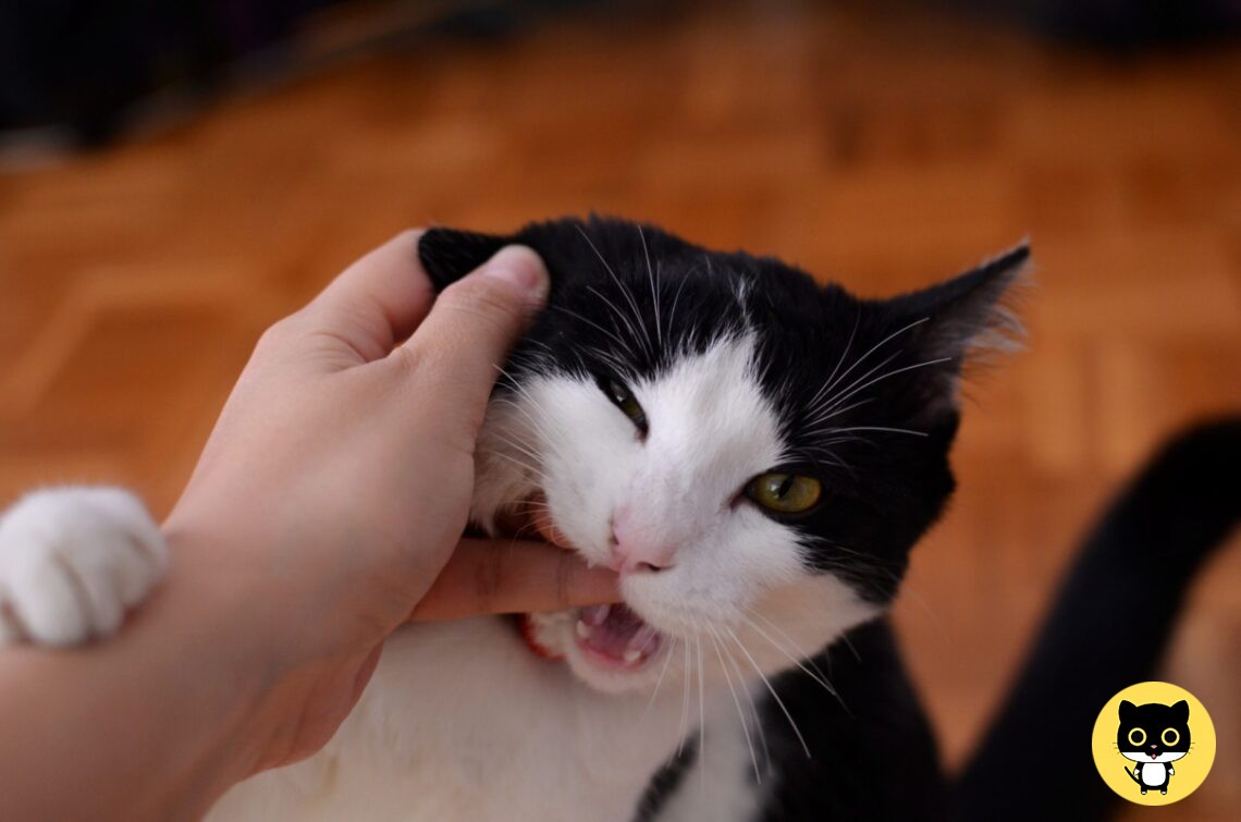 Why does my cat Bite me?