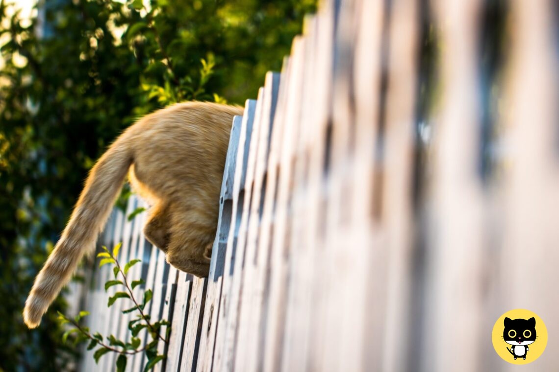 Cat Biting its Tail?