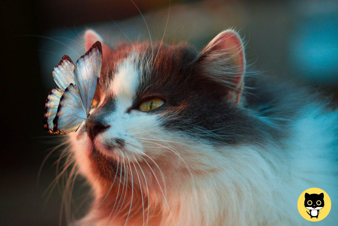 Will Cat Allergies go Away?