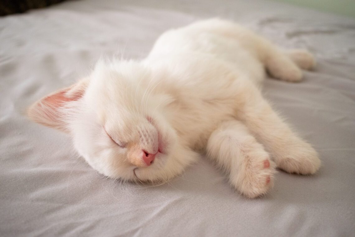 Why a Cat Drools when Sleeping
