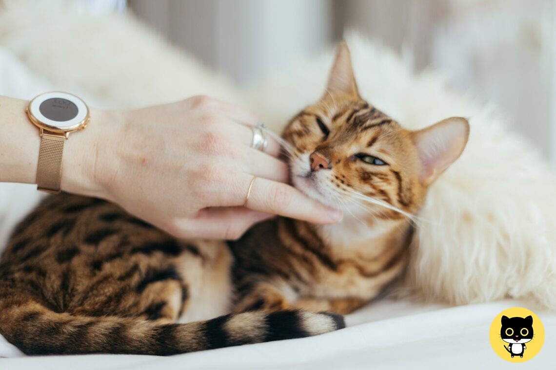 Why does my cat Drool when I Pet him?
