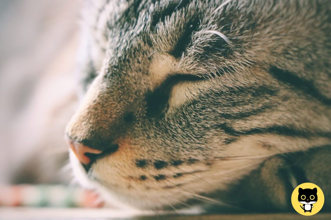 Cat Drools when Purring