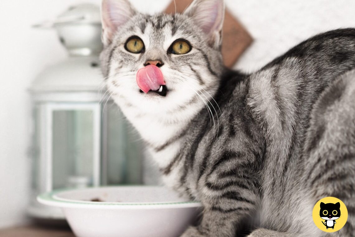 Homemade cat Food