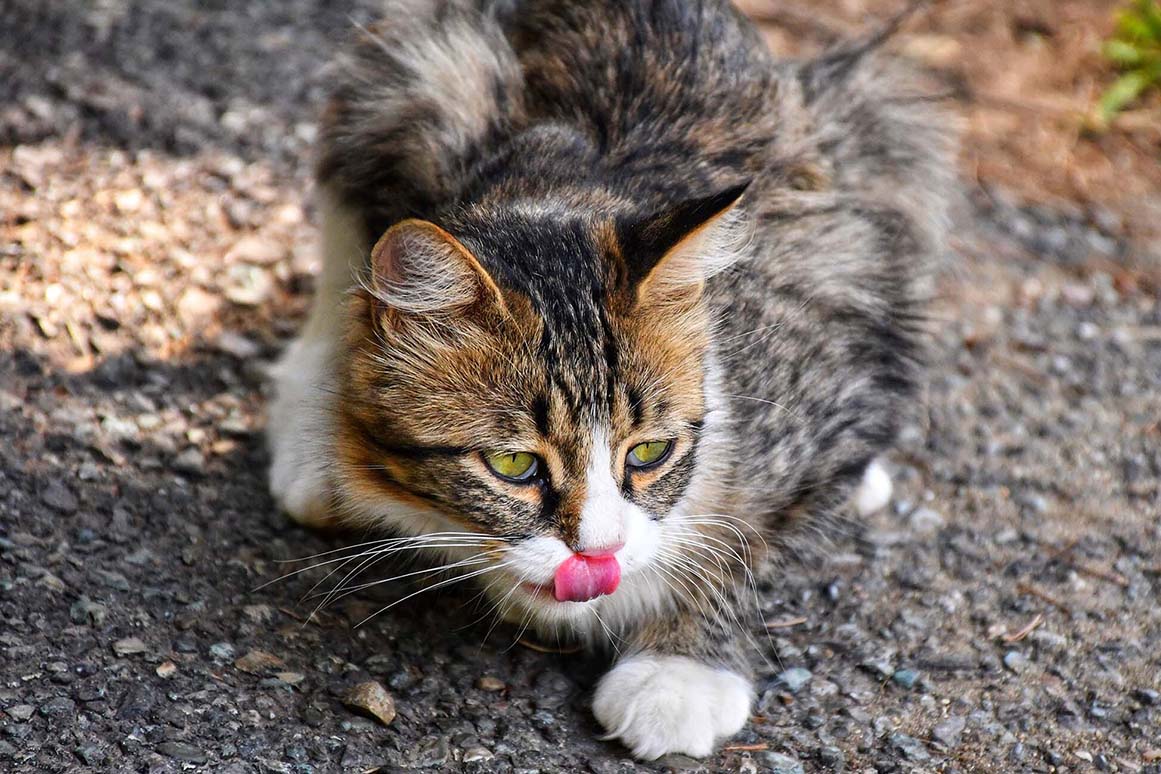 what-do-stray-cats-eat-feed-stray-cats