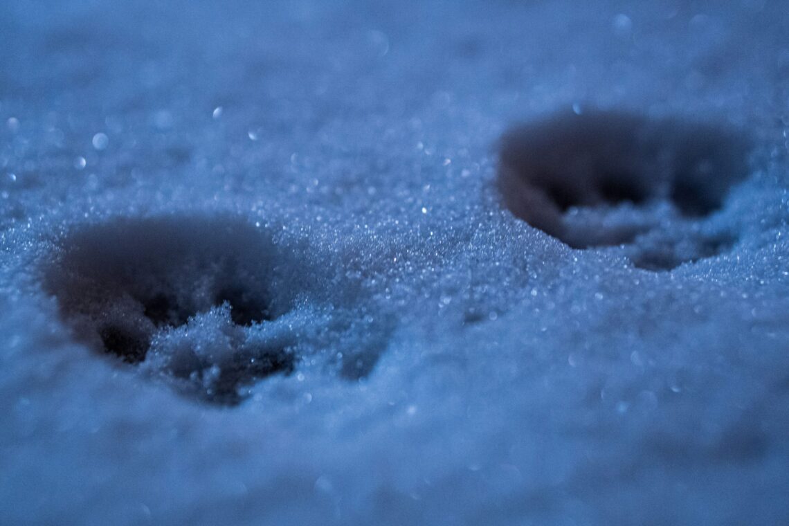 Hypothermia in Cats