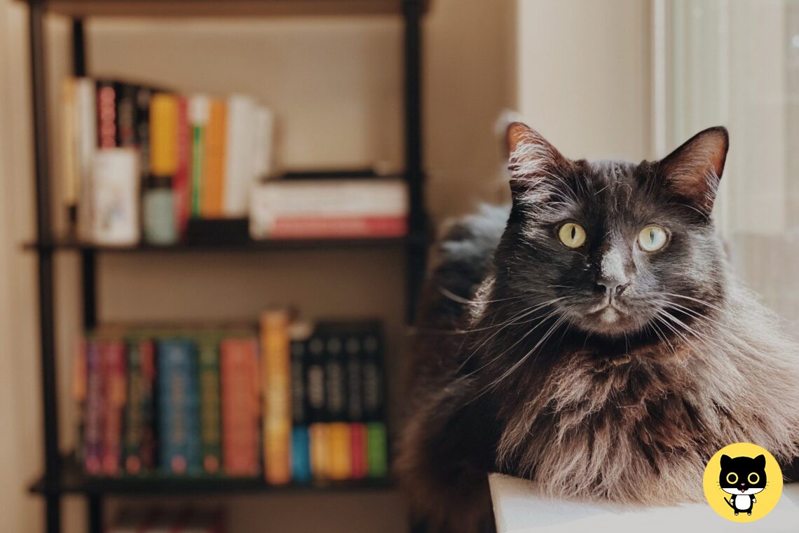 Toxoplasma, Cats and Humans