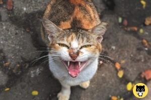 Cat Attacks owner – Why?