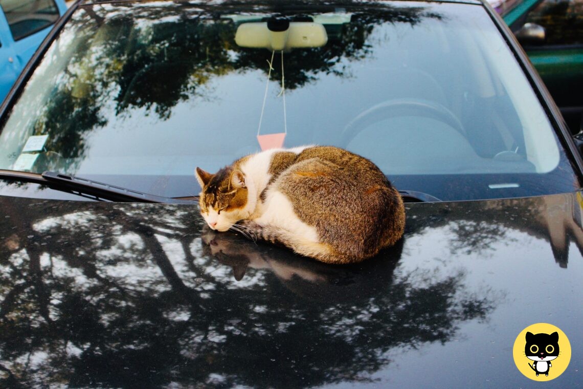 Cat Panting in Car – what to Do?