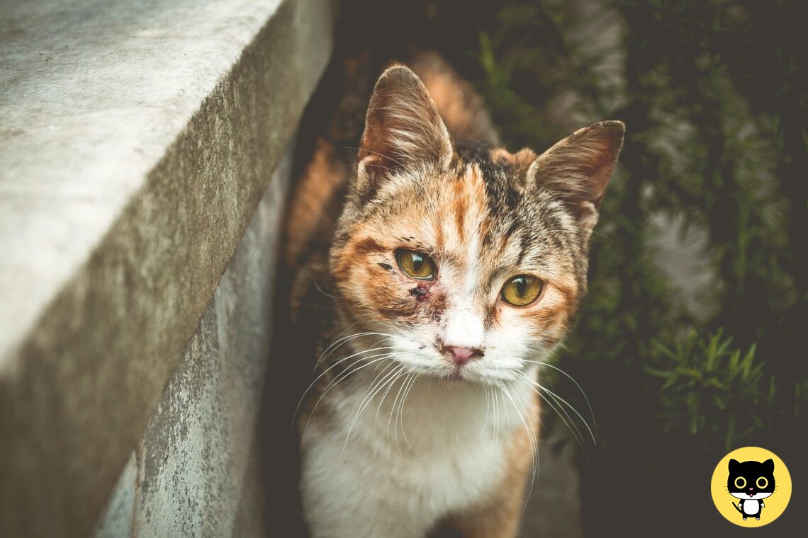 Cancer in Cats