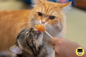 Cat Dental Food