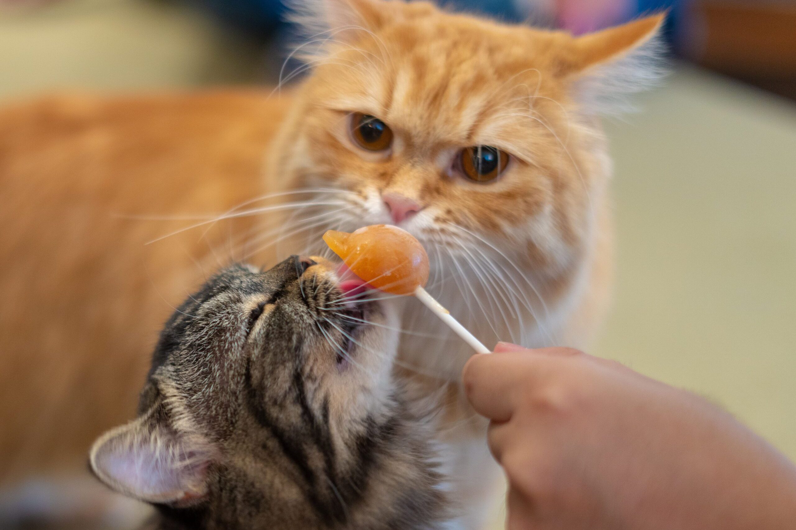 Cat Dental Food - Feed Stray Cats