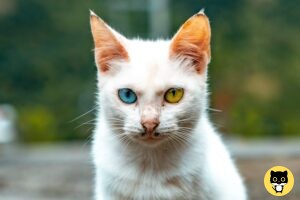 Rarest Eye Color in Cats