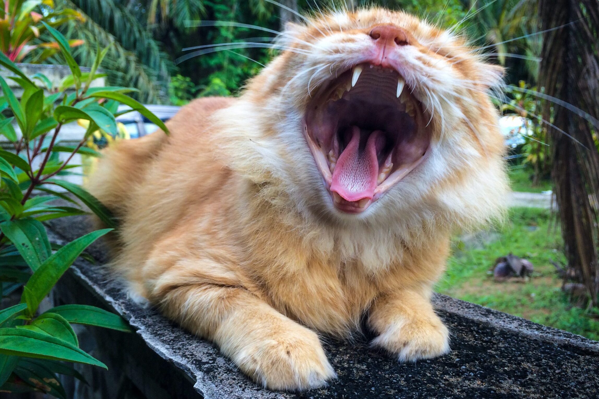 why-do-cats-howl-feed-stray-cats