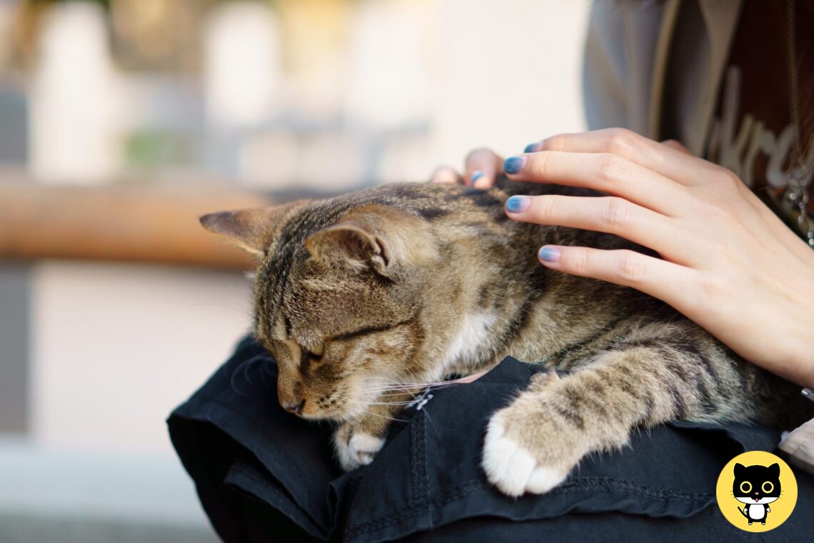 Cat Massage Therapy