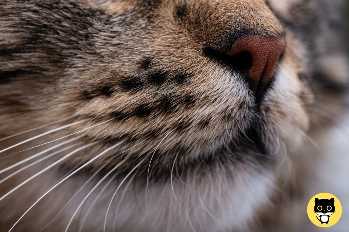 Will cat Whiskers Grow Back?