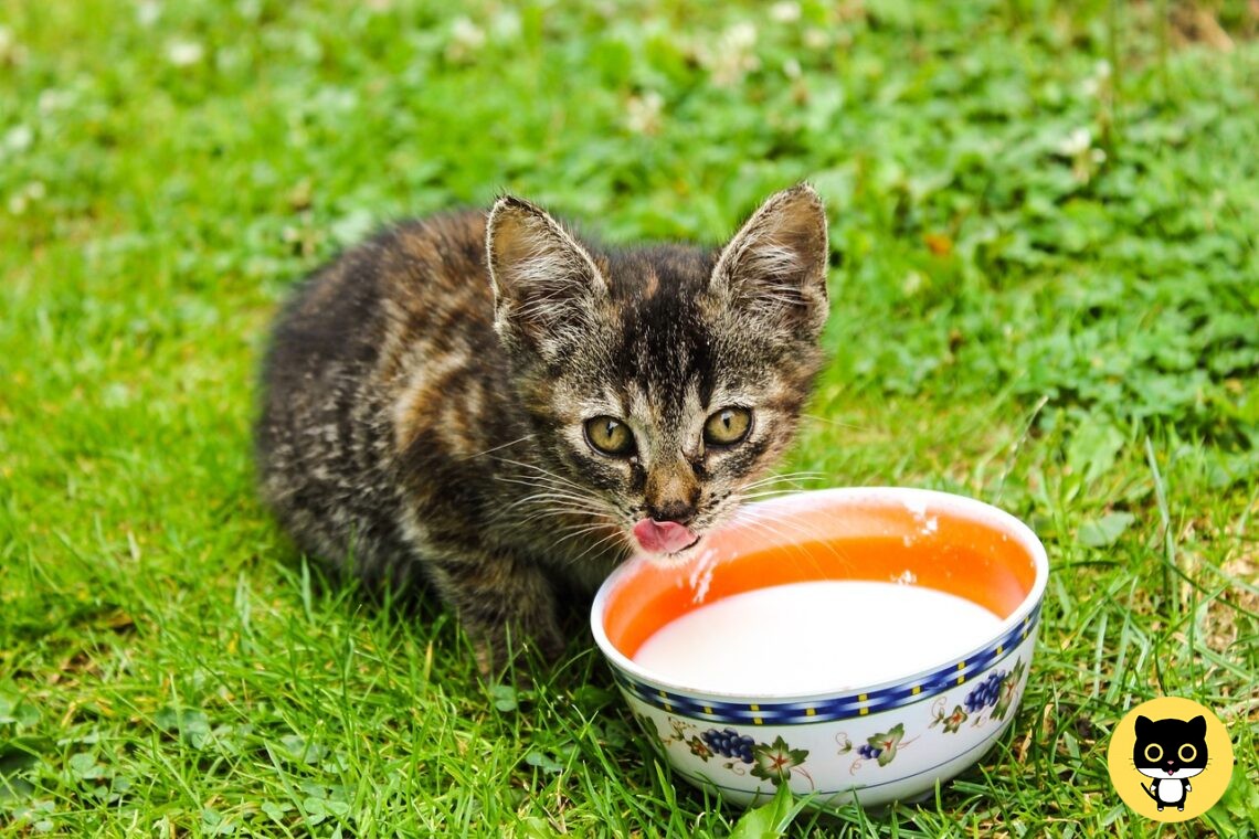 Can cats drink Rice Milk?