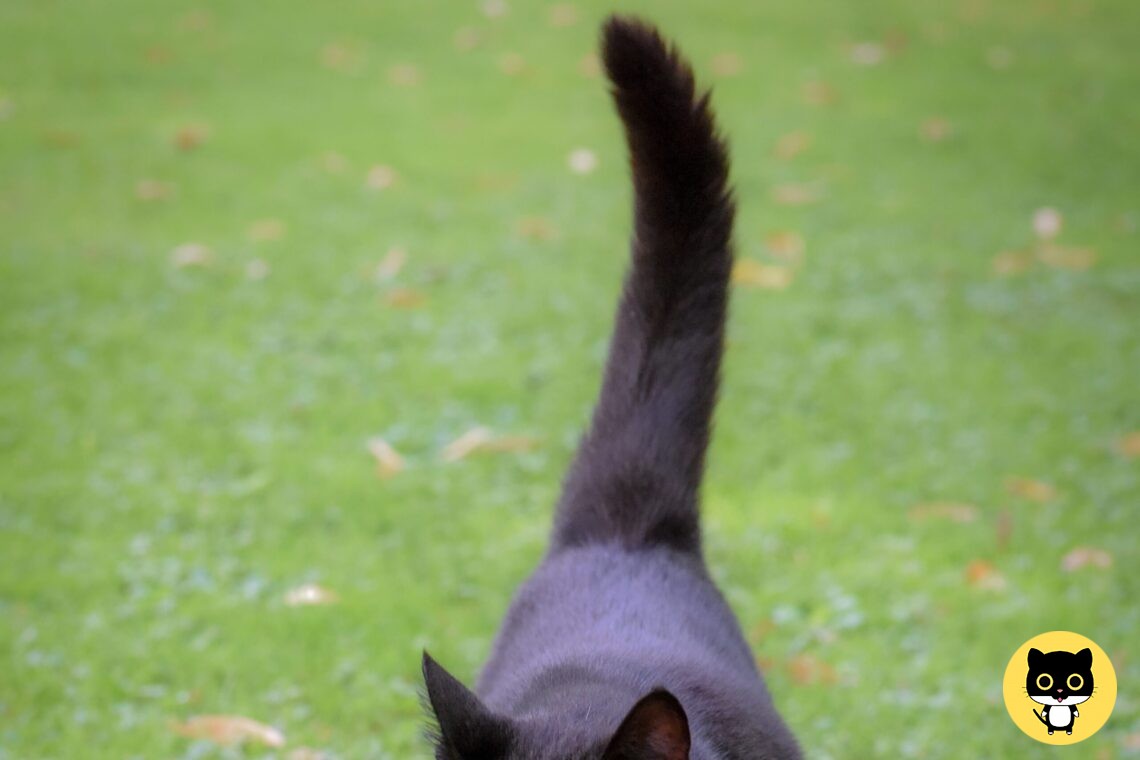 Do cats have feeling in their Tails