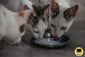 Can Cats drink Soy Milk?