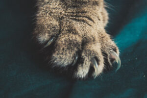 Declawing Cats