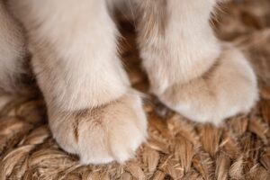 Is Declawing Cats illegal ?