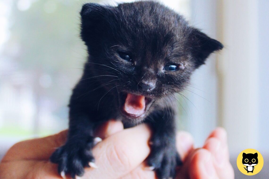 Basic Care for Kittens