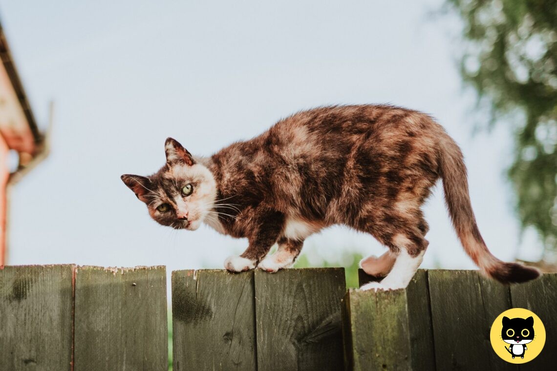 cat is gone