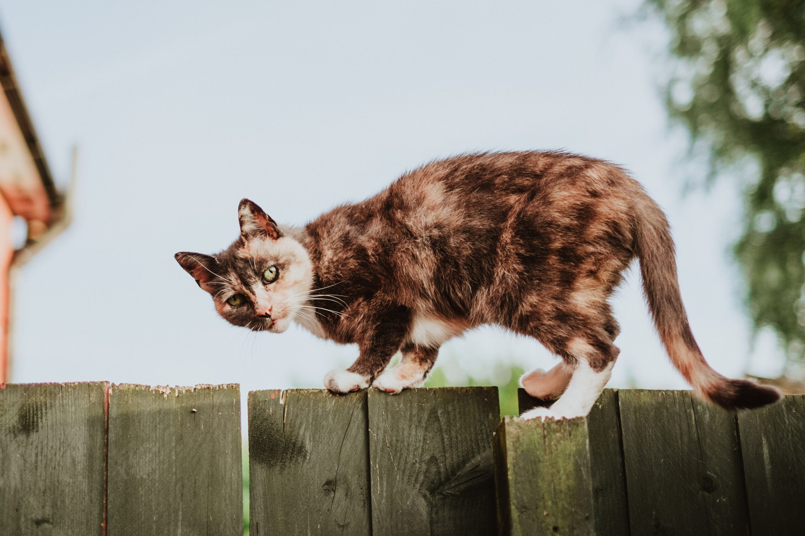 My cat ran Away - what to Do? - Feed Stray Cats