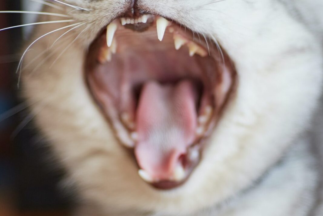 Unhealthy cat Teeth Feed Stray Cats