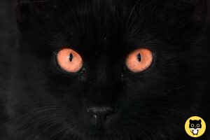 Cat eye Shape