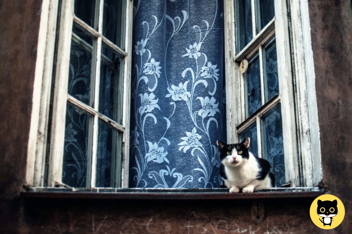 Cat High-rise Syndrome