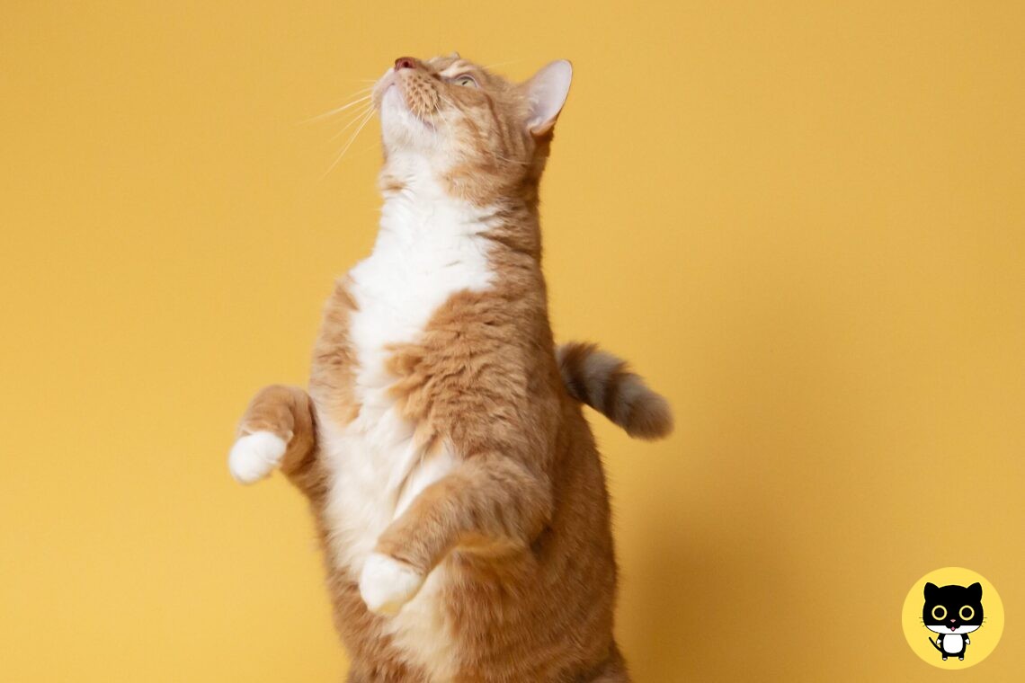 How high can a cat jump