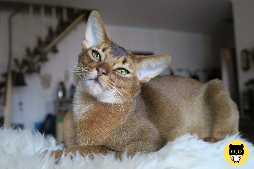 abyssinian cat breed