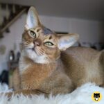Abyssinian