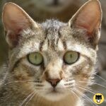 Arabian Mau