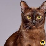 Burmese